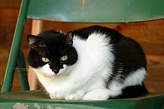 Gatti (91)